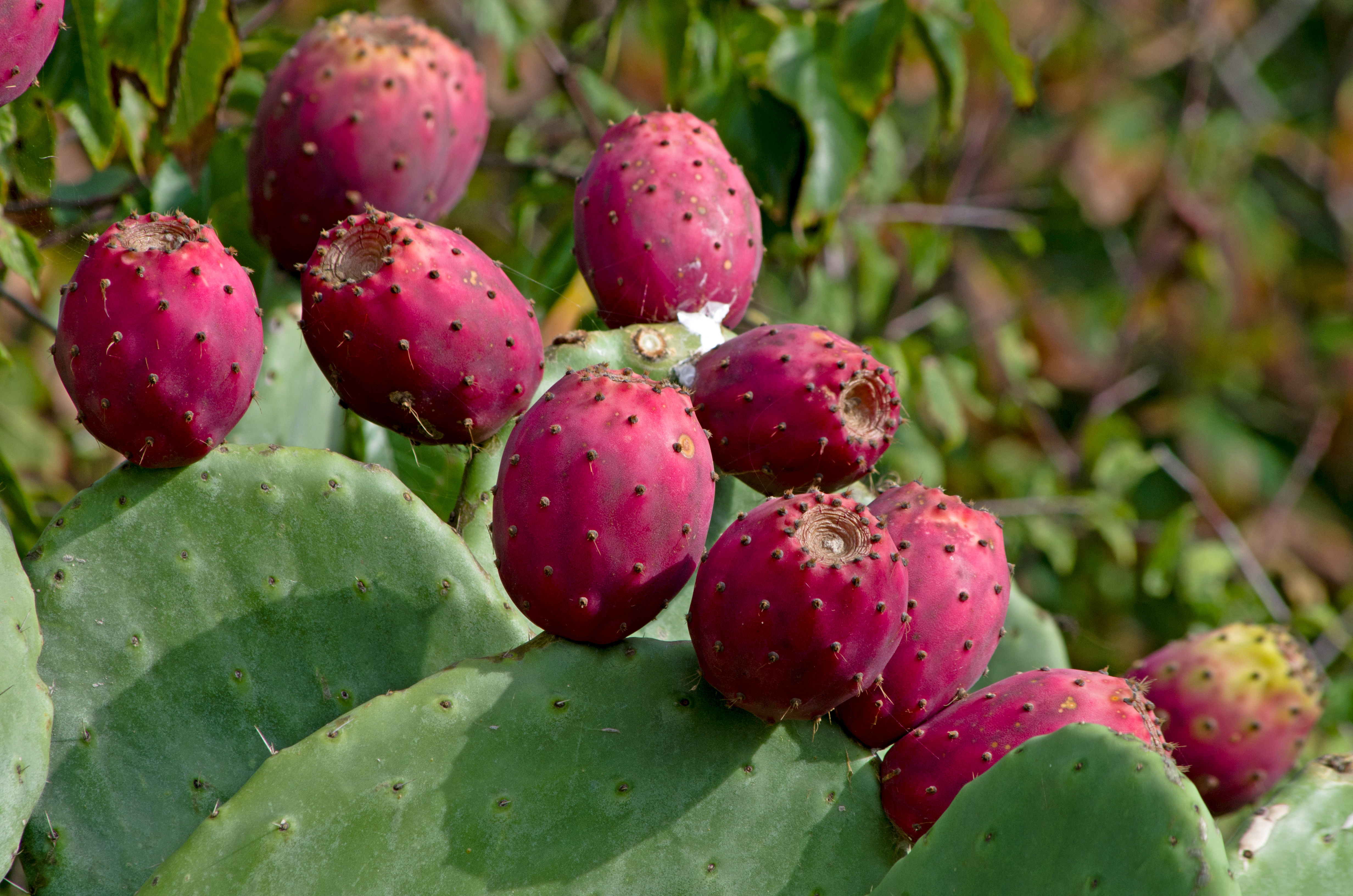Prickly pear cactus growing in the Arizona desert with bright red fruits